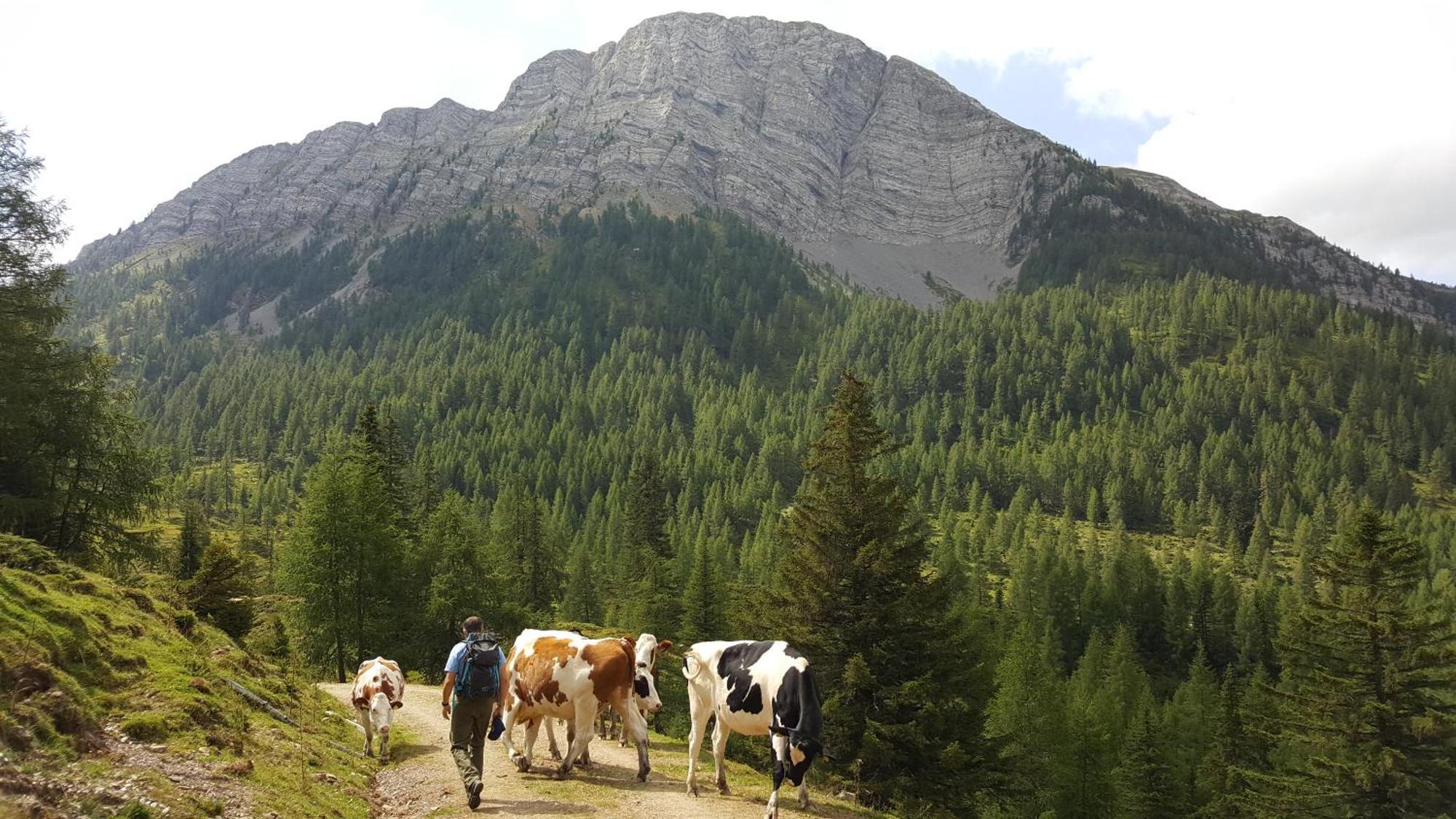 Gasthof Pension Perauer Lieserhofen Exteriör bild